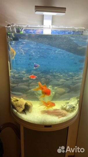Аквариум tetra