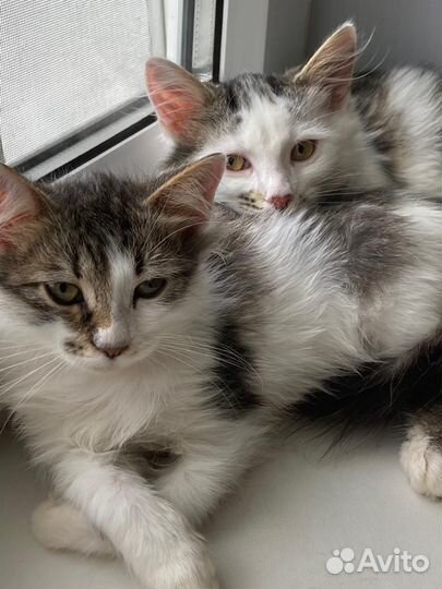 Котёнок Мальчик