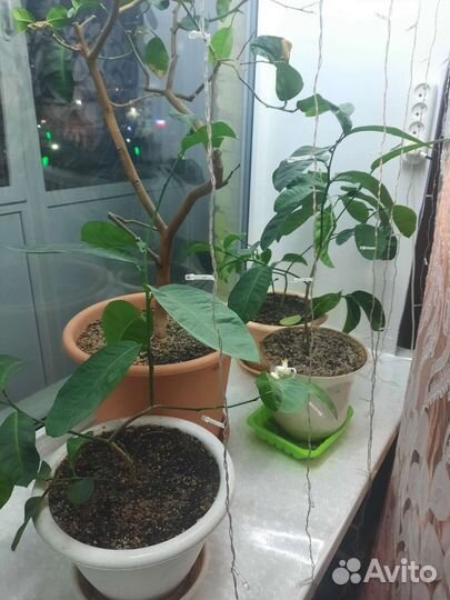 Лимонное дерево