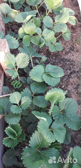 Усы клубники :Царица,Кардинал,Берегиня. Земленику