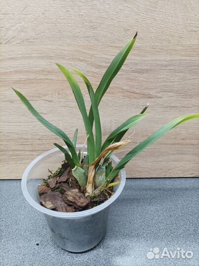 Блочные мини орхидеи и кислицы