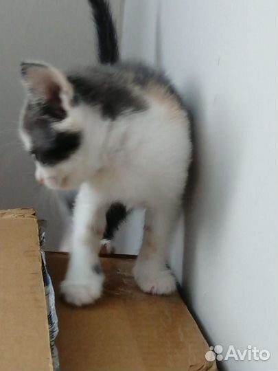 Отдам котенка в добрые руки