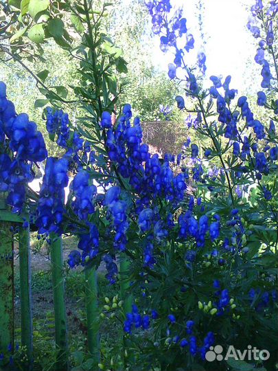 Золотые шары и другие садовые цветы