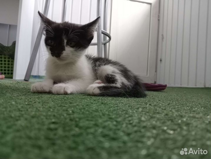 Кошка в дар бесплатно
