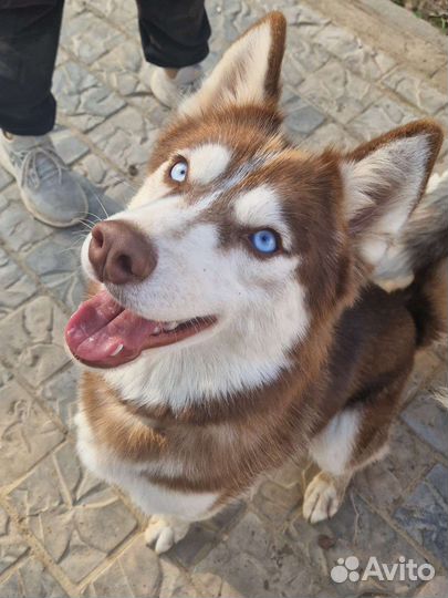 Сибирский хаски