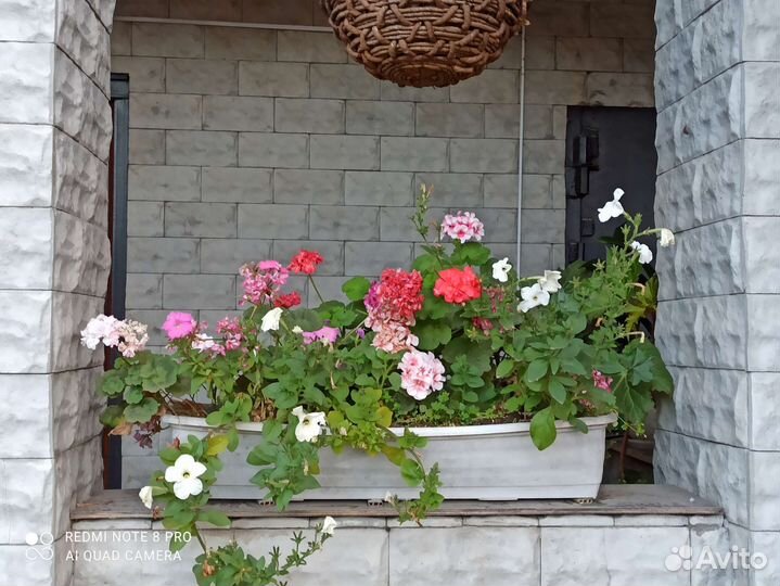 Пеларгония герань для кашпо И клумбы на даче