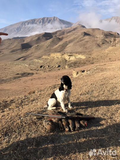 Русский охотничий спаниель