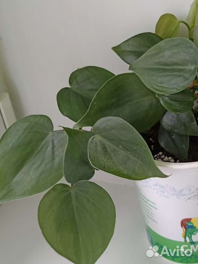 Сингониум. Филодендрон лазающий