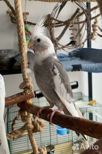 Корелла птенец