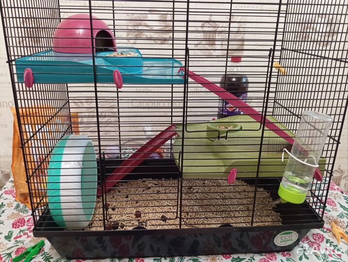 Сирийский хомяк