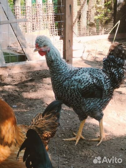 Молодой петух породистый