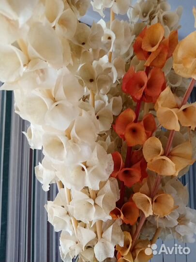 Продажа семян