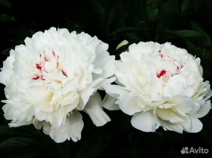 Корни пиона В контейнере Осенньяя посадка