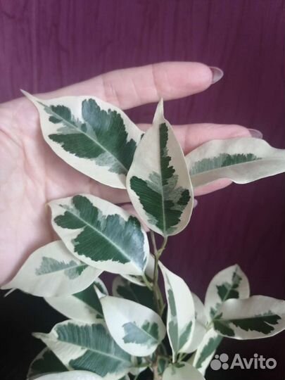 Фикус бенджамина