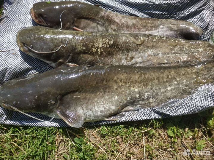 Волжская рыба, сом