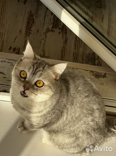 Шотландский кот вязка