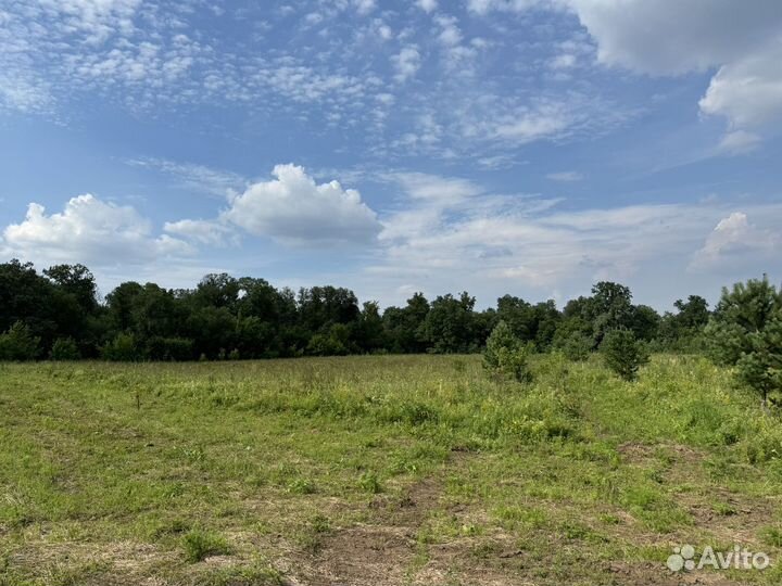 Сено бесплатно