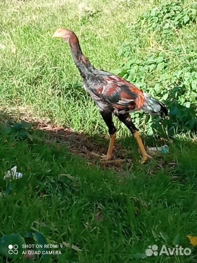 Бойцовая птица