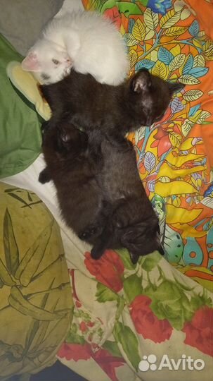 Котята в добрые руки