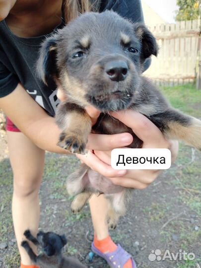 Щенки в добрые руки