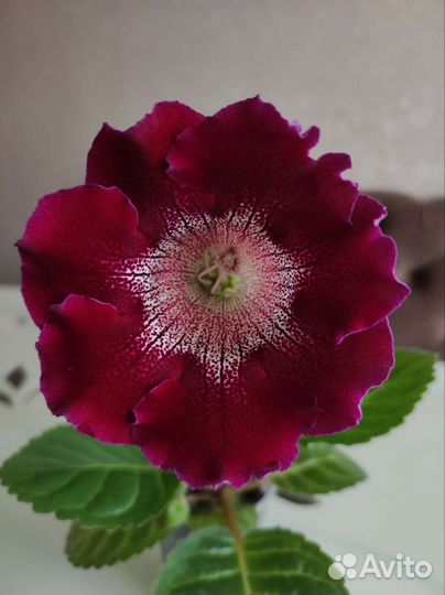 Глоксиния цветущая