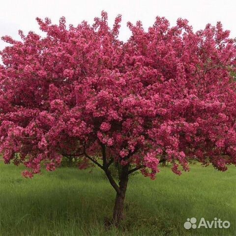 Яблоня декоративная Высота от 100см