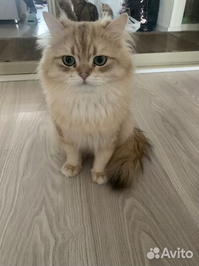 Британский кот на вязку