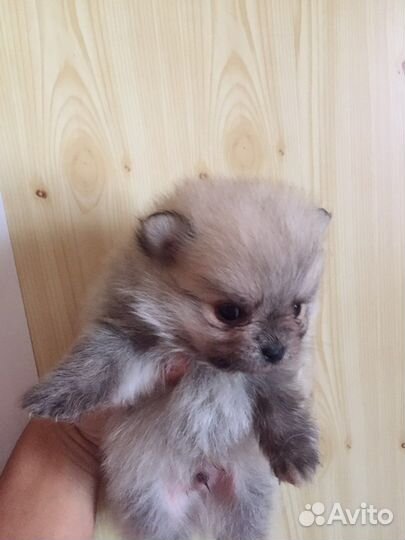 Щенки шпица