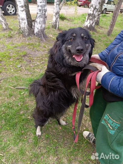 Собака улыбака