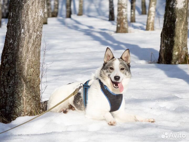 Молодой пёс из приюта в поисках дома