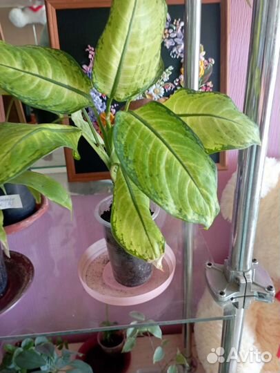 Комнатные цветы