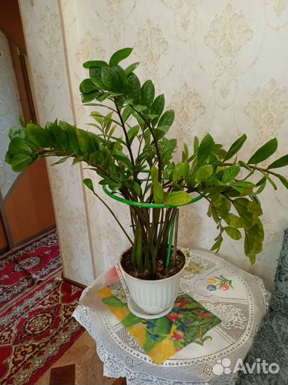 Замиокулькас