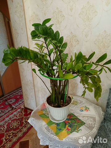 Замиокулькас