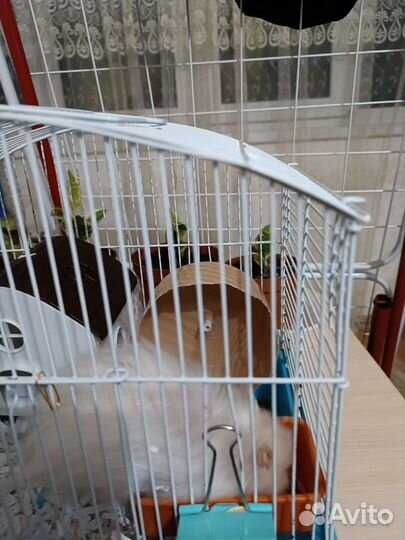 Сирийский хомяк