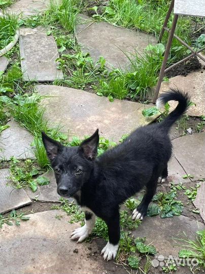 Щенок мальчик