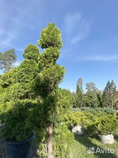 Саженцы туи формированной 3 метра