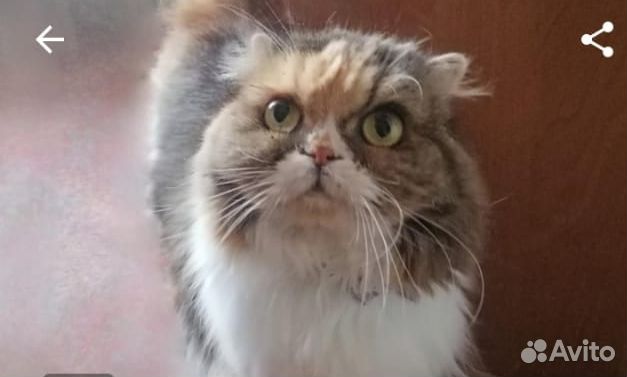 Шотландская вислоухая кошка бесплатно