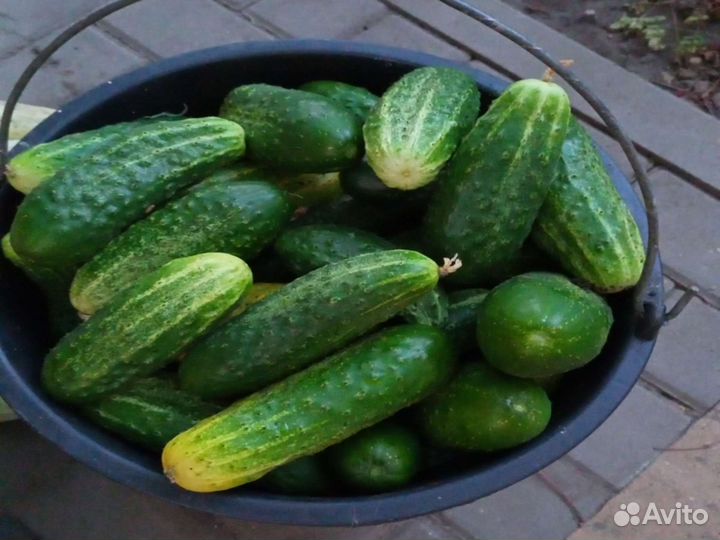 Огурцы свежие домашние