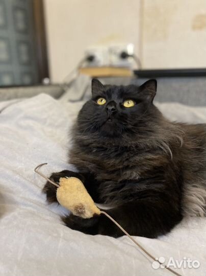 Кот в добрые руки