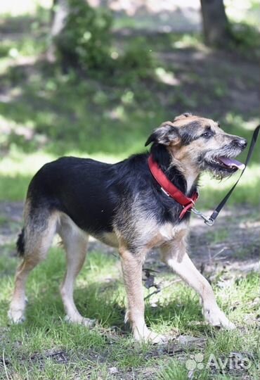 Овчарка метис в добрые руки