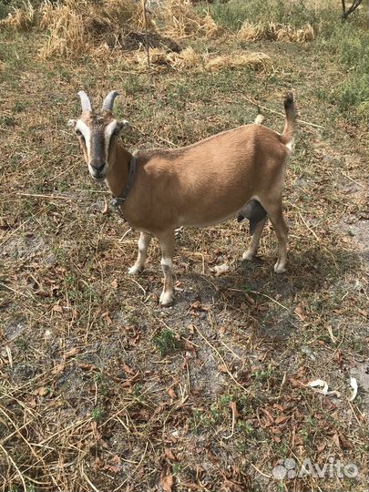 Продам дойную козу