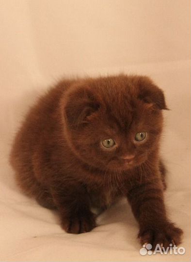 Вислоухие котята