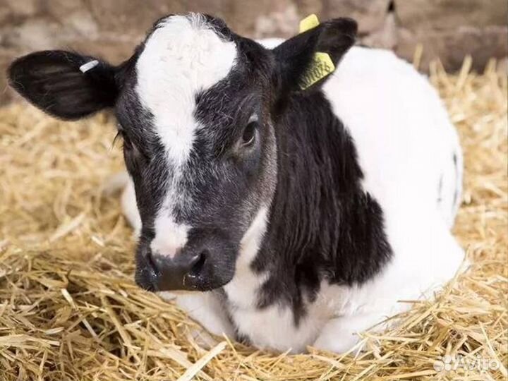 Бычки и телята на откорм, мясные