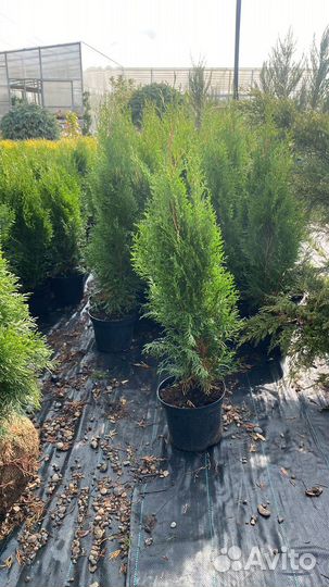 Туя Смарагд 70-90 см из питомника