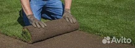 Укладка газона