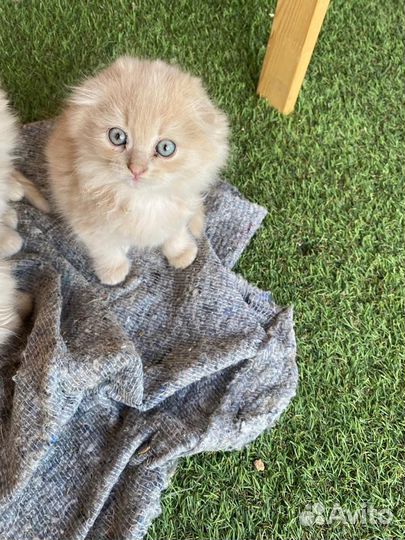 Вислоухие котята в добрые руки