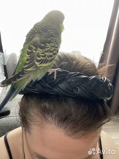 Назойливый волнистый попугай