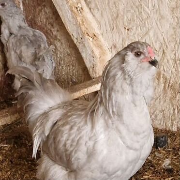 Петух амераукана лаванда