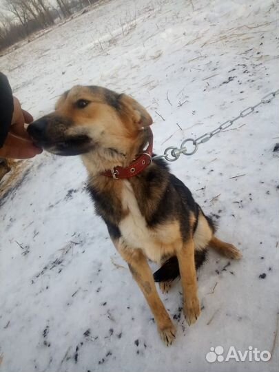 Собака в добрые руки