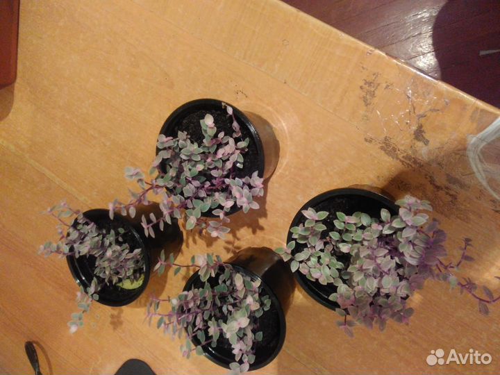 Каллизия розовая пантера